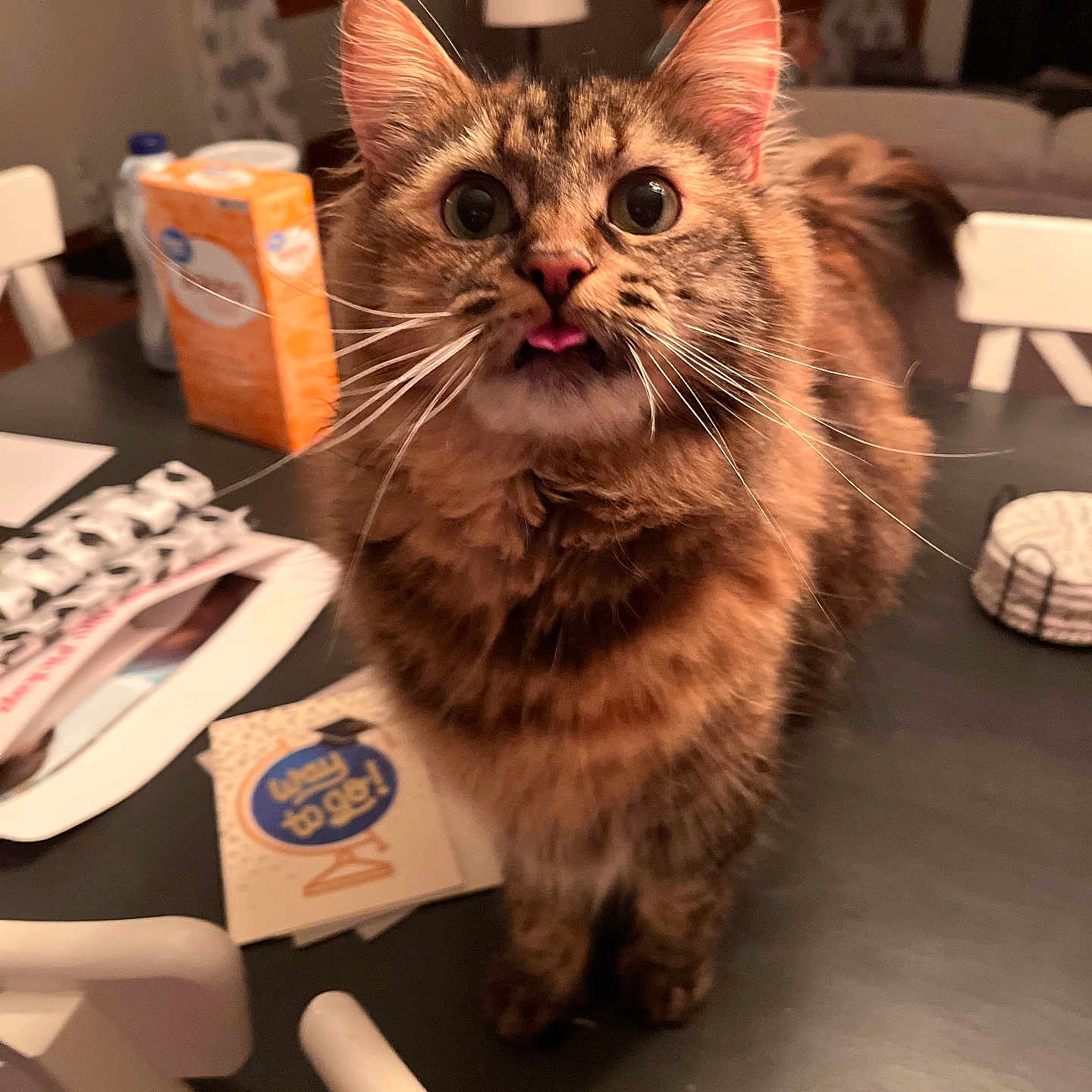 Ruth is registered to the contest to win money with this photo: animal, blurred_background, box, cat, chair, close_up, curious, curtains, cute, domestic_cat, fluffy, furniture, indoor, papers, pet, tabby, table, tongue_out, warm_lighting, whiskers