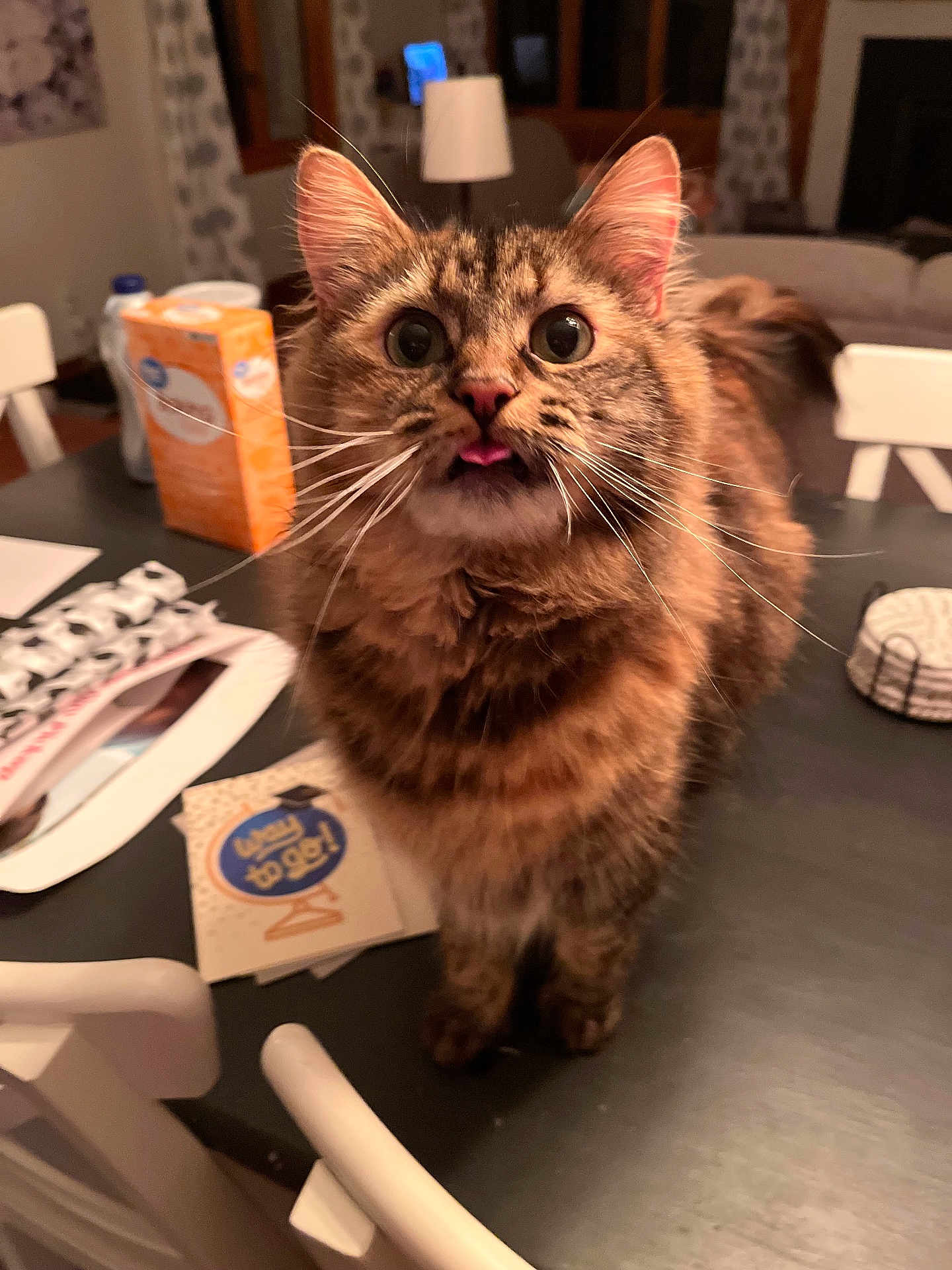 Ruth is registered to the contest to win money with this photo: cat, tabby, tongue_out, curious, indoor, table, papers, box, chair, furniture, curtains, warm_lighting, blurred_background, pet, animal, fluffy, whiskers, close_up, domestic_cat, cute