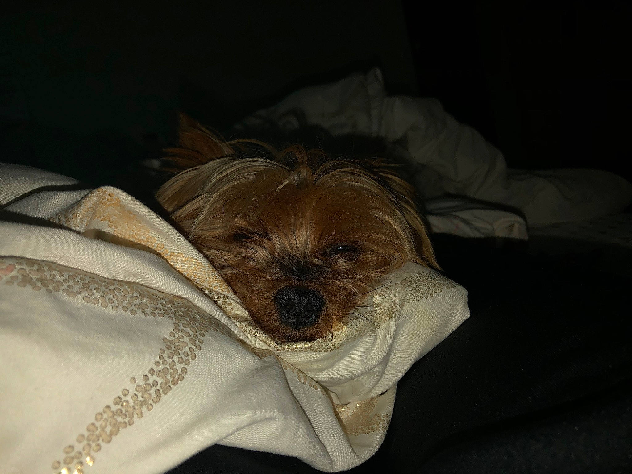 Billy joined the competition — help win amazing prizes! bed, canidae, carnivore, companion_dog, dog, dog_breed, lhasa_apso, morkie, nap, non_sporting_group, puppy, shih_tzu, sleep, terrier, toy_dog, yorkshire_terrier