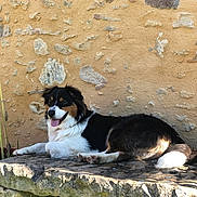 Snooky a rejoint le concours — aidez-le/la à gagner de superbes lots ! animal, black, brown, canine, daylight, dog, fur, happy, nature, outdoor, panting, pet, relaxed, resting, stone_bench, stone_wall, sunlight, tongue_out, tricolor, white