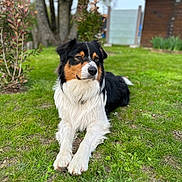 Snooky participe au concours pour gagner de l'argent avec cette photo : dog, outdoor, grass, garden, shrub, tree, pet, canine, nature, fur, black, white, brown, animal, resting, landscape, daytime, leisure, background, sitting