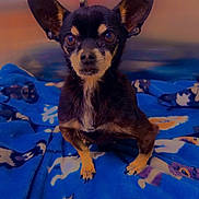 Loki Hall joined the competition — help win amazing prizes! dog, chihuahua, small_dog, pet, blanket, blue_blanket, dog_pattern, big_ears, ears, eyes, stare, portrait, sitting, paws, indoor, bedding, close_up, fur, black_and_tan, cute