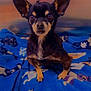 dog, chihuahua, small_dog, pet, blanket, blue_blanket, dog_pattern, big_ears, ears, eyes, stare, portrait, sitting, paws, indoor, bedding, close_up, fur, black_and_tan, cute