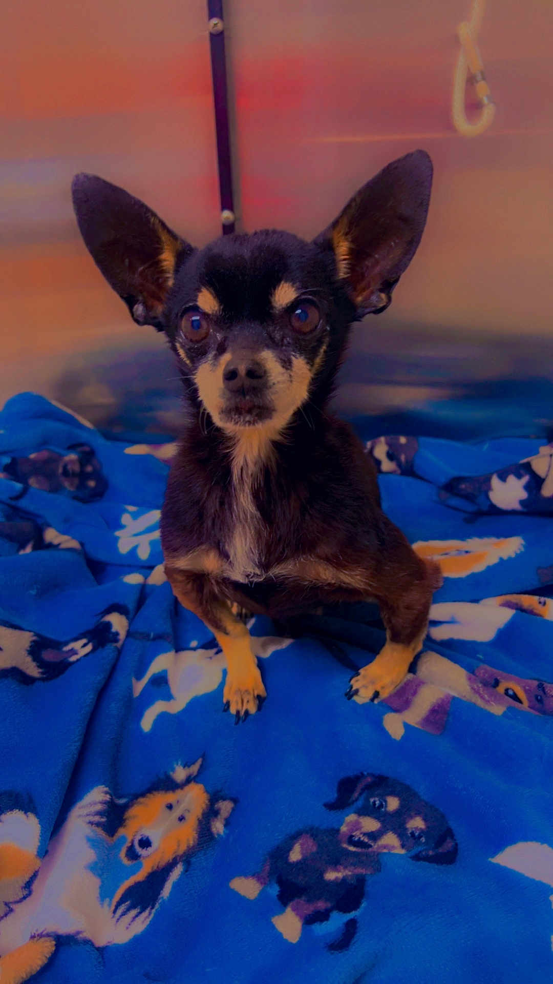 Loki Hall joined the competition — help win amazing prizes! dog, chihuahua, small_dog, pet, blanket, blue_blanket, dog_pattern, big_ears, ears, eyes, stare, portrait, sitting, paws, indoor, bedding, close_up, fur, black_and_tan, cute