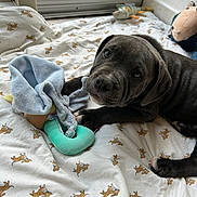 Berlioz participe au concours pour gagner de l'argent avec cette photo : puppy, dog, bed, blanket, toy, stuffed_animal, window, indoor, black_dog, curious, soft_toy, patterned_bedding, pet, animal, playful, resting, fur, cute, young_dog, domestic