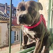 Tango participe au concours pour gagner de l'argent avec cette photo : animal, architecture, boxer, building, bulldog, canine, dog, frenchbulldog, handrail, hound, house, housing, outdoors, pet, pitbull, puppy, railing, shelter, snout, window