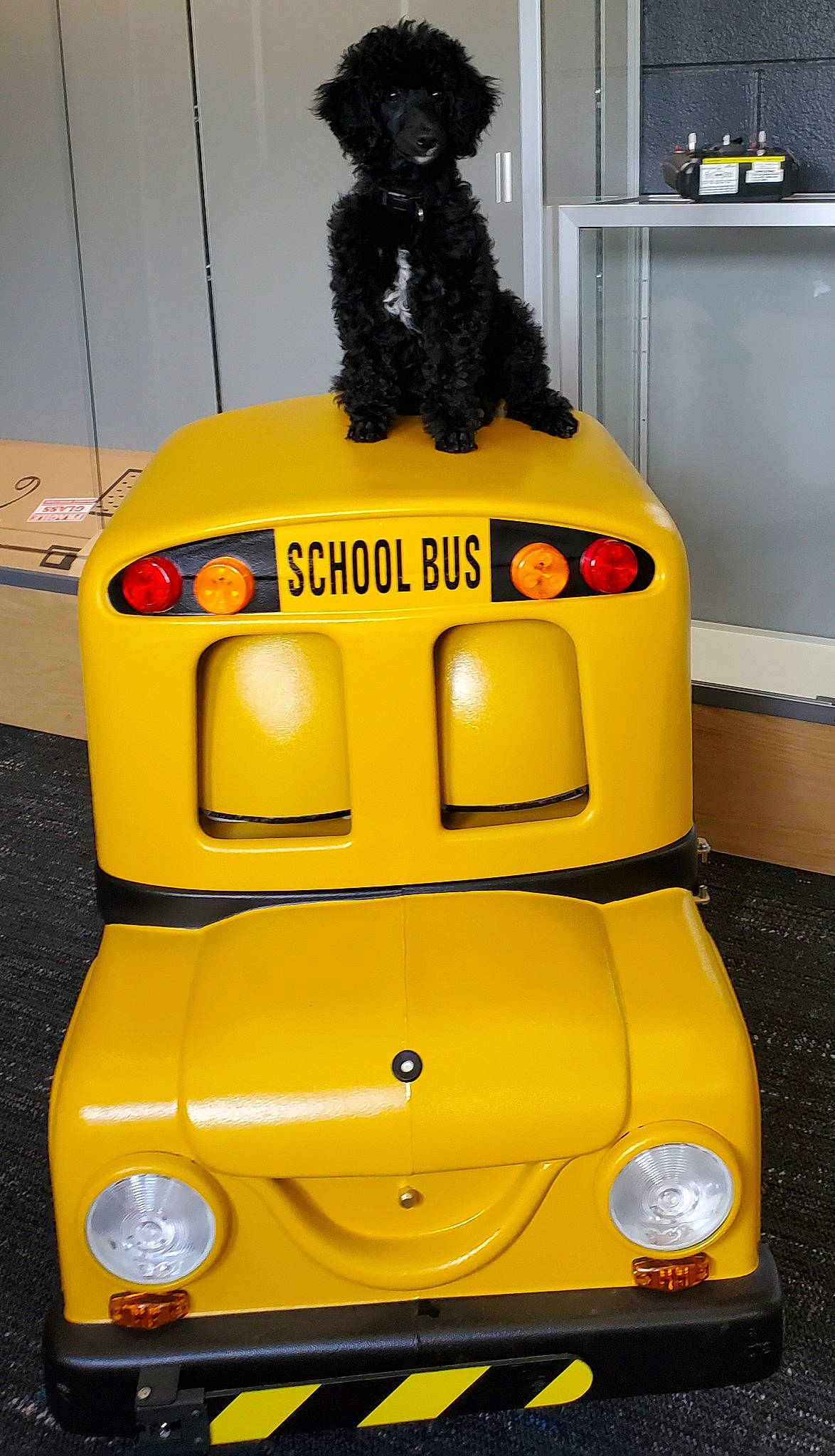 Lance is registered to the contest to win money with this photo: auto_part, automotive_design, automotive_exterior, automotive_lighting, automotive_tire, automotive_wheel_system, bumper, carnivore, companion_dog, dog, dog_supply, fender, headlamp, hood, motor_vehicle, pet_supply, toy, vehicle, water_dog, yellow