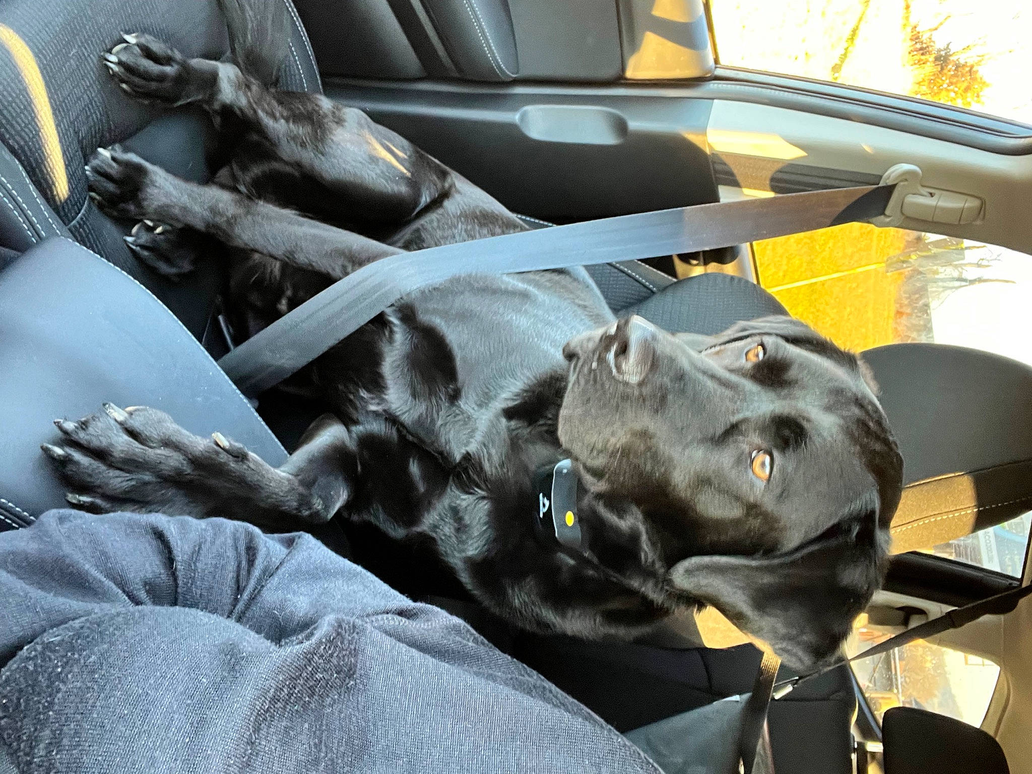 Brooks is registered to the contest to win money with this photo: auto_part, automotive_design, automotive_exterior, automotive_tire, car, car_seat, car_seat_cover, carnivore, comfort, companion_dog, dog, dog_breed, family_car, luxury_vehicle, motor_vehicle, personal_luxury_car, steering_wheel, vehicle, vehicle_door, working_animal