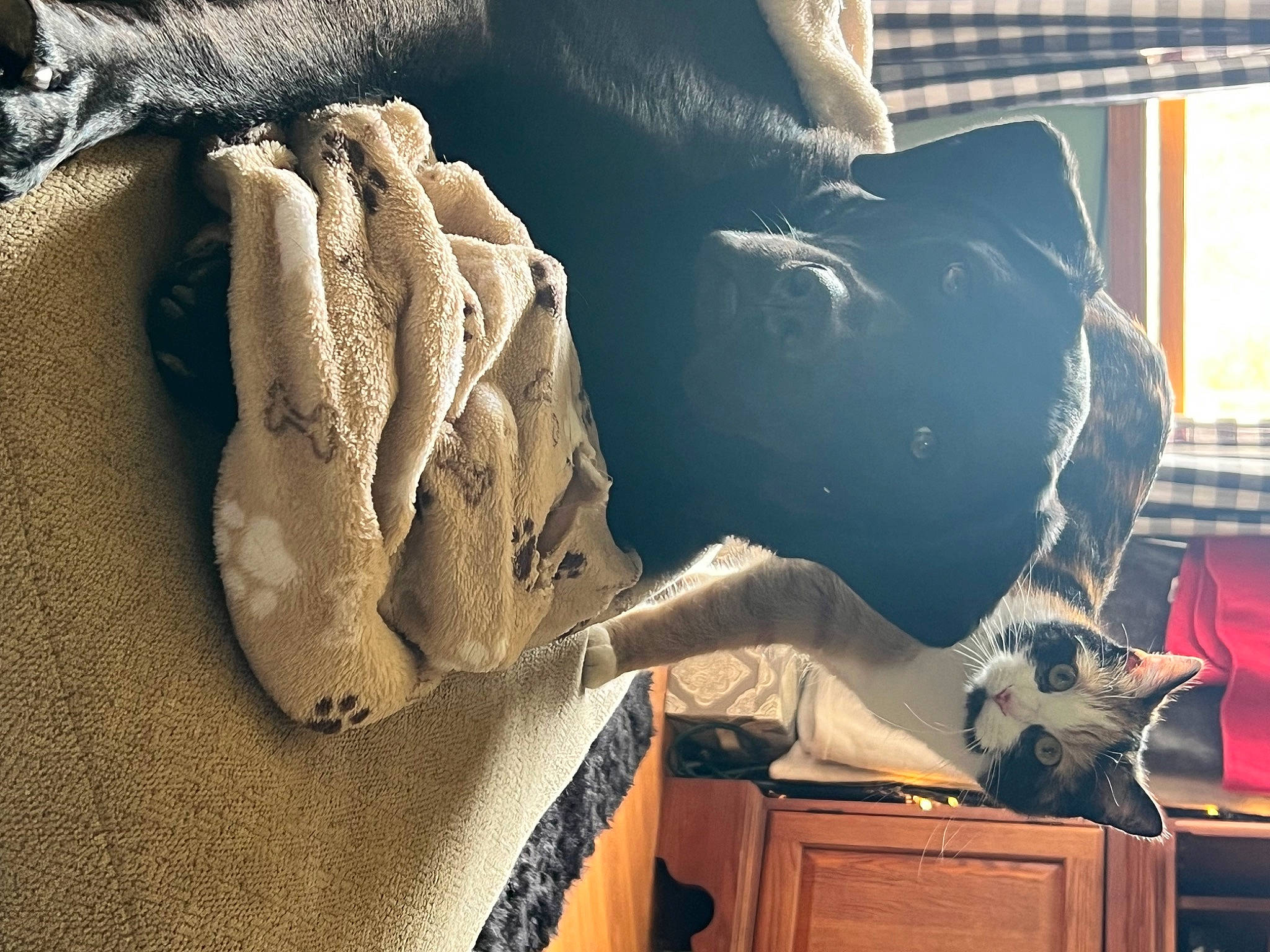 Brooks joined the competition — help win amazing prizes! art, bedding, carving, comfort, flesh, flooring, fur, gesture, human_leg, linens, pattern, room, sculpture, thigh, tints_and_shades, visual_arts, wood, wool