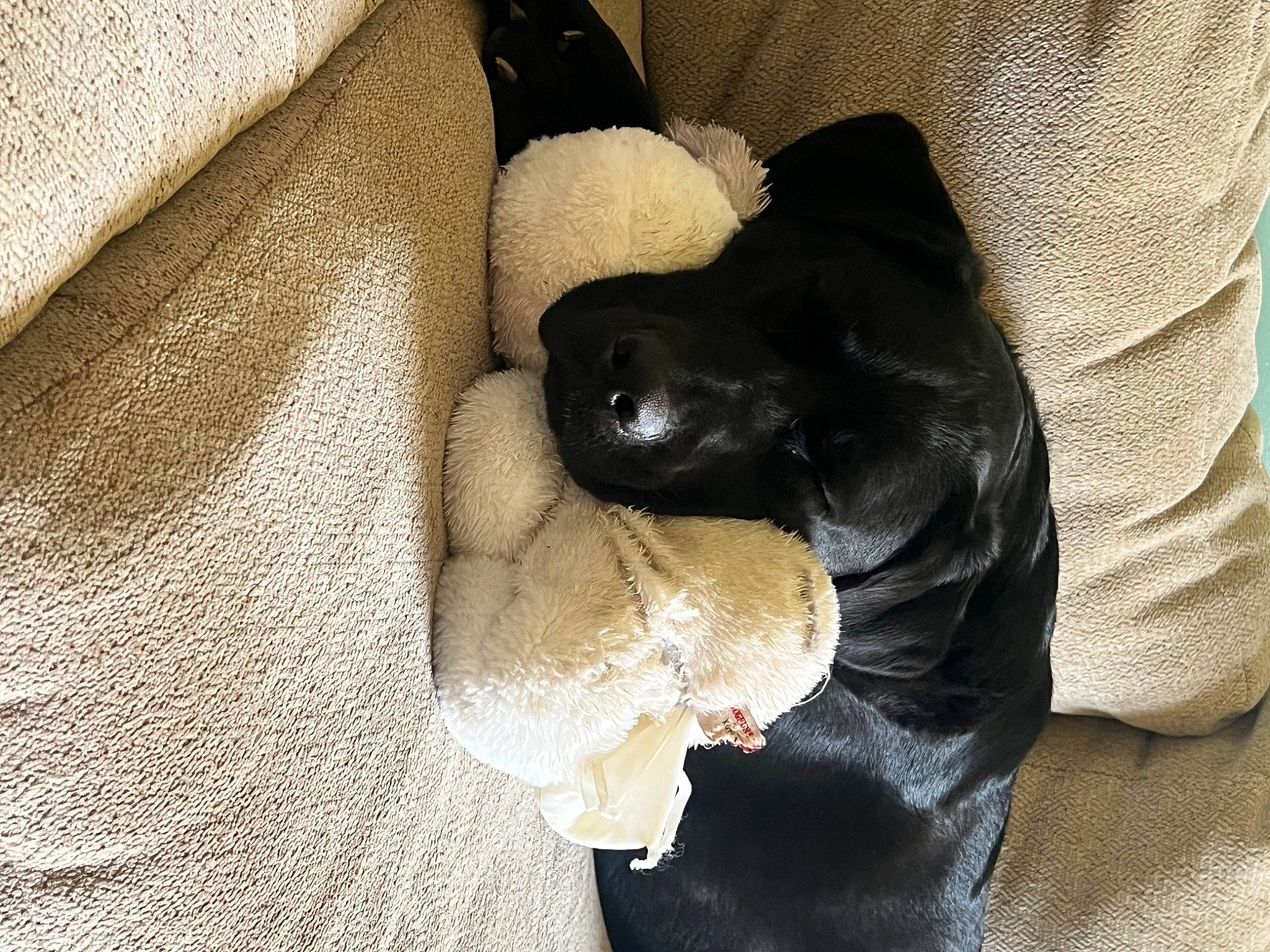 Brooks is registered to the contest to win money with this photo: canidae, carnivore, claw, comfort, companion_dog, dog, dog_breed, fawn, felidae, fur, gesture, linens, nail, paw, snout, sporting_group, stuffed_toy, tail, wool, working_animal