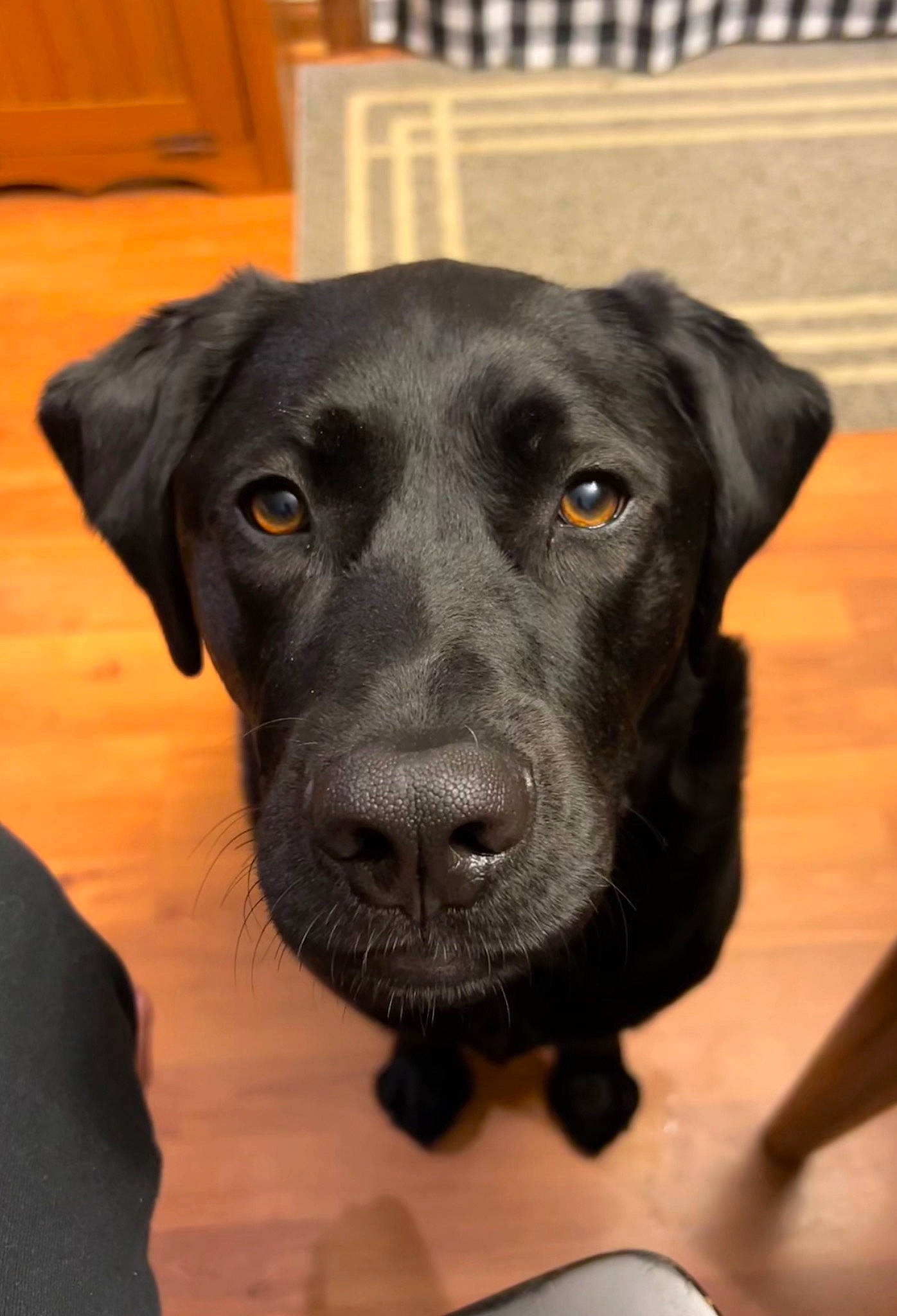 Brooks joined the competition — help win amazing prizes! borador, carnivore, companion_dog, dog, dog_breed, flooring, fur, guard_dog, gun_dog, hardwood, liver, pointing_breed, retriever, snout, sporting_group, terrestrial_animal, whiskers, wood, working_animal