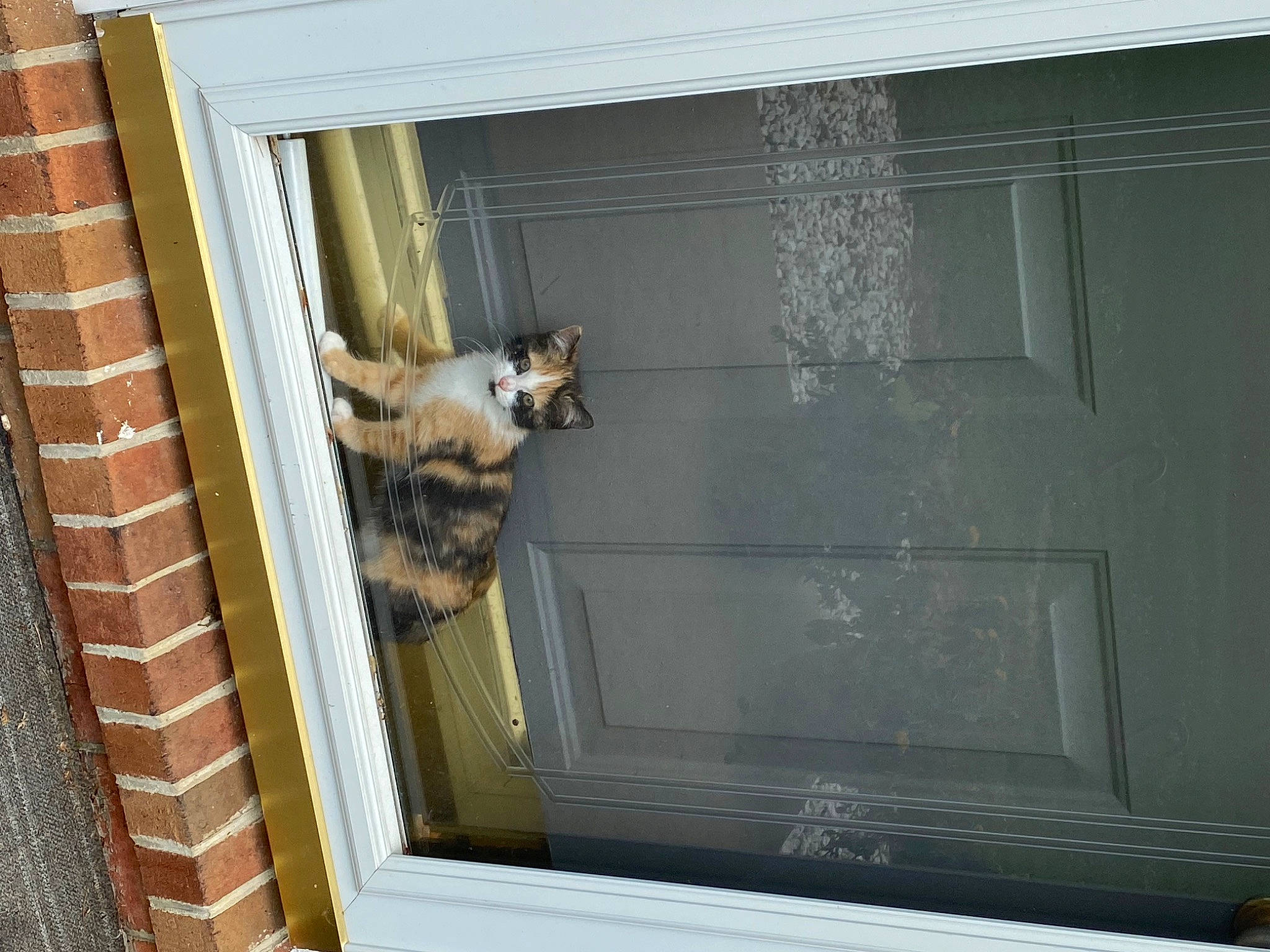 Lou joined the competition — help win amazing prizes! brickwork, building, carnivore, cat, door, facade, fawn, felidae, fixture, glass, house, mammal, small_to_medium_sized_cats, snout, tints_and_shades, vertebrate, window, window_blind, window_covering, wood