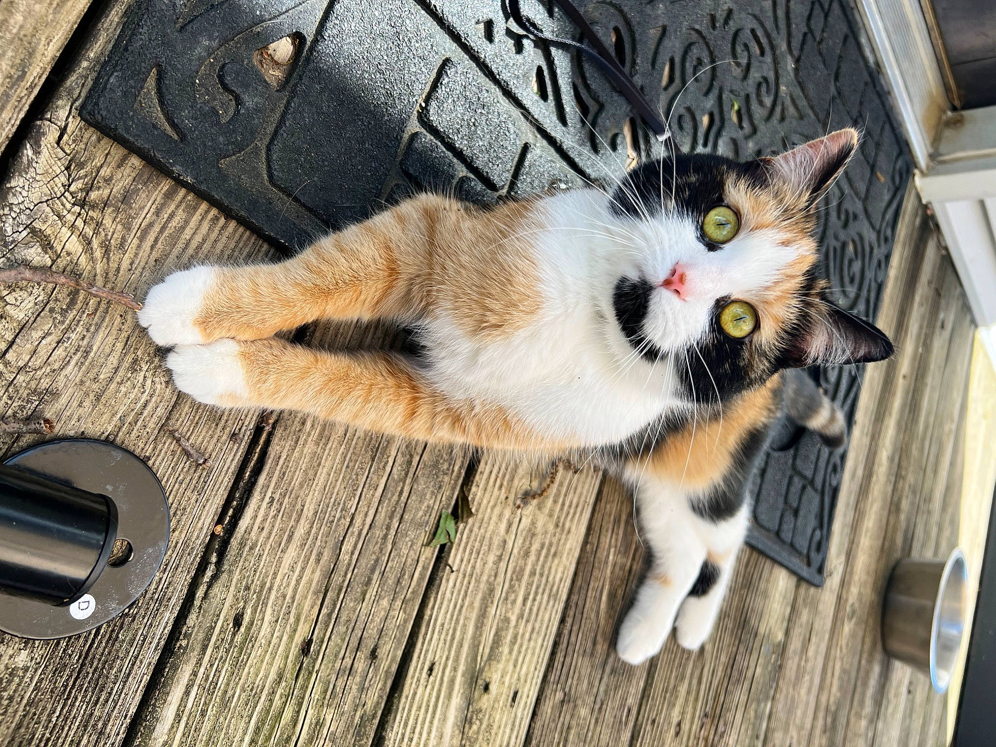 Lou is registered to the contest to win money with this photo: carnivore, cat, claw, domestic_short_haired_cat, eye, fawn, felidae, floor, flooring, foot, fur, hardwood, paw, photo_caption, small_to_medium_sized_cats, snout, tail, whiskers, wood, wood_flooring