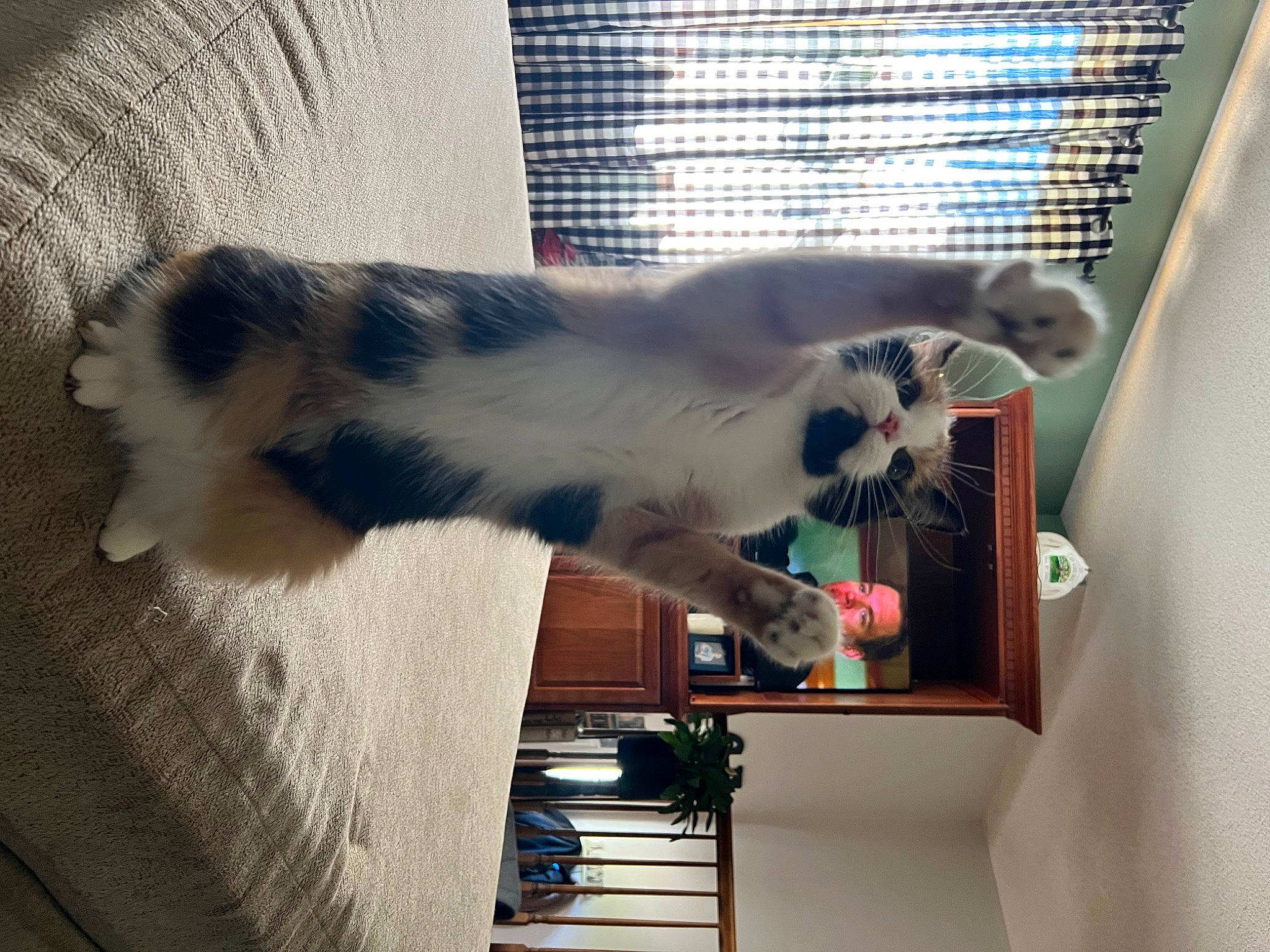 Lou joined the competition — help win amazing prizes! carnivore, cat, domestic_short_haired_cat, door, felidae, fur, paw, picture_frame, room, shelving, small_to_medium_sized_cats, snout, tail, textile, whiskers, window