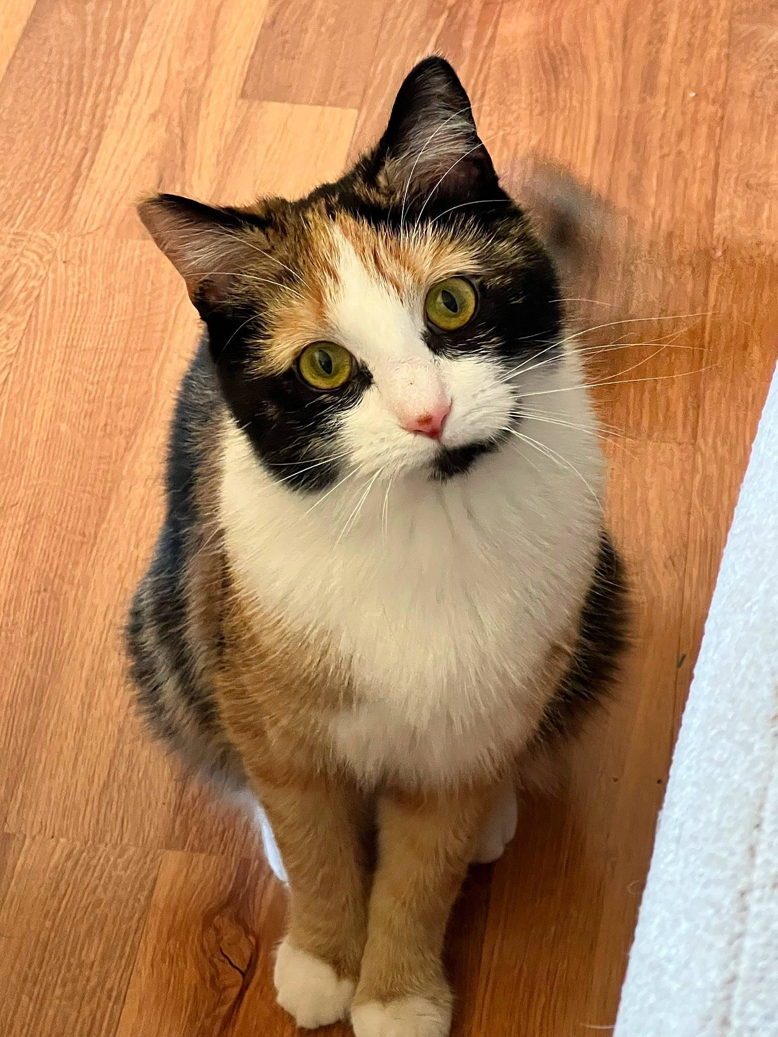 Lou is registered to the contest to win money with this photo: carnivore, cat, domestic_short_haired_cat, eye, felidae, flooring, fur, hardwood, iris, paw, pedestal, small_to_medium_sized_cats, snout, tail, varnish, whiskers, window, wood, wood_flooring, wood_stain