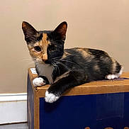 Phineas is registered to the contest to win money with this photo: animal, black_fur, calico, cardboard_box, cat, closeup, ears, feline, home, indoor, kitten, lying_down, orange_fur, paws, pet, portrait, sitting, wall, whiskers, white_fur