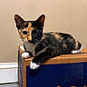 animal, black_fur, calico, cardboard_box, cat, closeup, ears, feline, home, indoor, kitten, lying_down, orange_fur, paws, pet, portrait, sitting, wall, whiskers, white_fur