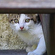 Tresor participe au concours pour gagner de l'argent avec cette photo : cat, curious, animal, pet, whiskers, wood, peeking, eyes, feline, closeup, nature, outdoor, texture, stone_wall, fur, young_cat, portrait, cautious, cute, hidden