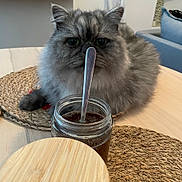 Bloom participe au concours pour gagner de l'argent avec cette photo : cat, fluffy, grey, jar, spoon, table, placemat, wooden_table, indoor, pet, feline, curious, closeup, domestic_animal, fur, resting, home, cozy, object, still_life
