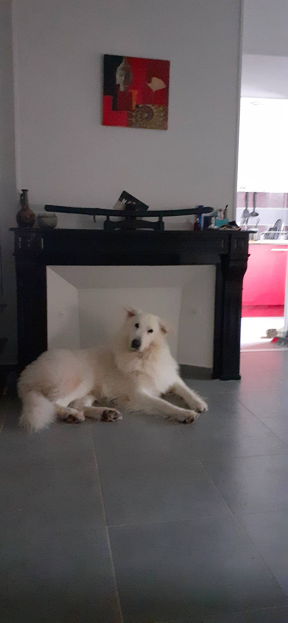 Jingka a rejoint le concours — aidez-le/la à gagner de superbes lots ! american_eskimo_dog, berger_blanc_suisse, canidae, carnivore, companion_dog, dog, dog_breed, fawn, indian_spitz, japanese_spitz, kintamani, mammal, non_sporting_group, pomeranian, puppy, samoyed, spitz, vertebrate, volpino_italiano, white_shepherd