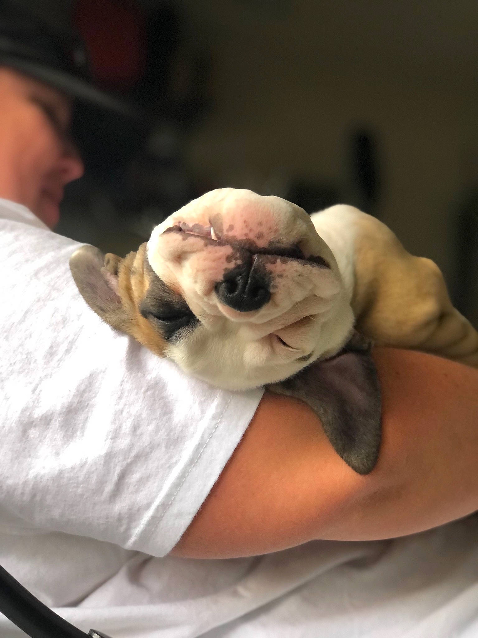 Charlie is registered to the contest to win money with this photo: baseball_cap, beard, bulldog, cap, carnivore, comfort, companion_dog, dog, dog_breed, elbow, eyewear, fawn, fur, hat, linens, pug, sitting, snout, toy_dog, wrinkle