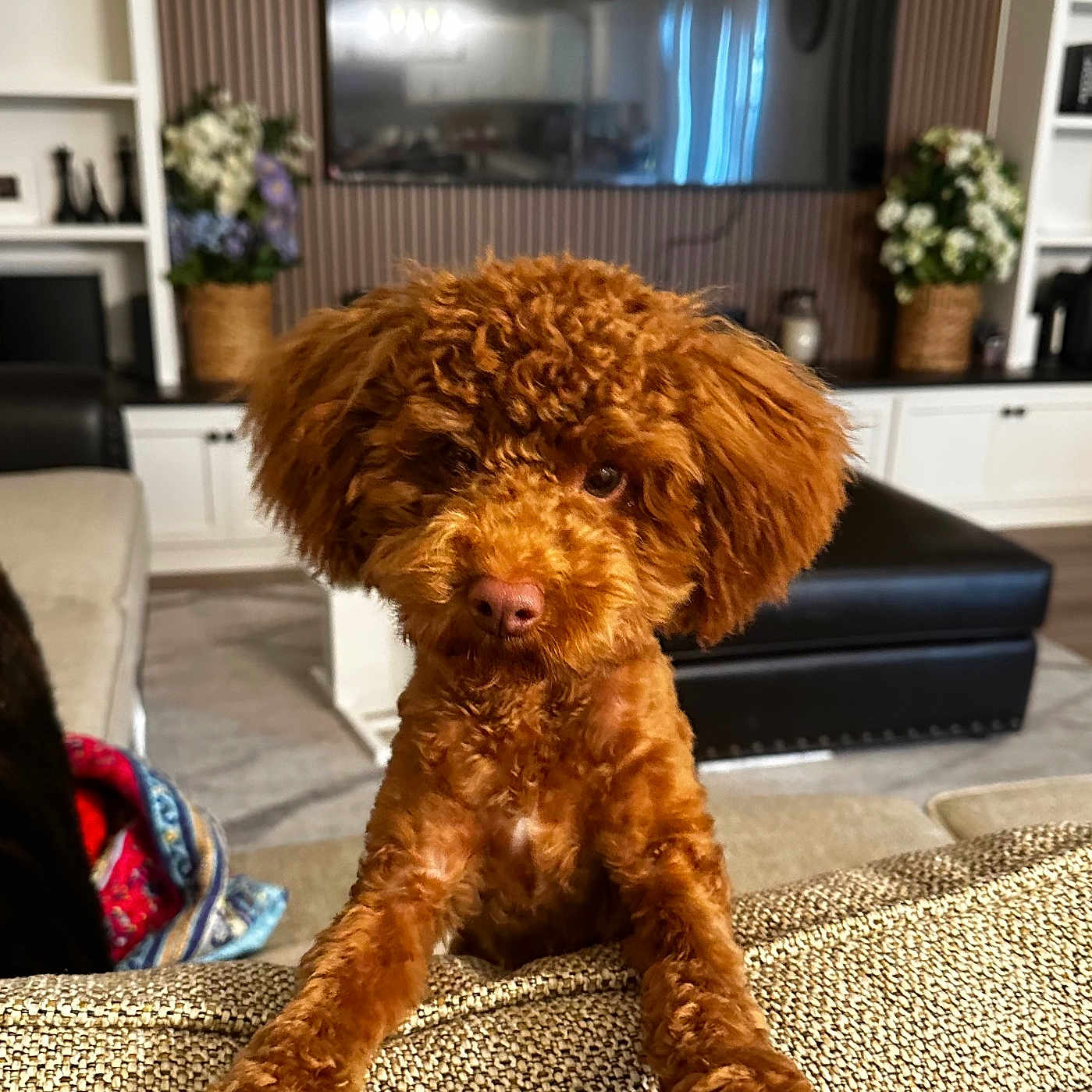 Kitkat joined the competition — help win amazing prizes! animal, architecture, building, canine, computerhardware, couch, dog, electronics, furniture, hardware, indoors, interiordesign, livingroom, monitor, pet, poodle, puppy, room, screen, tv