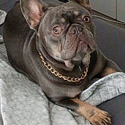 Buddy joined the competition — help win amazing prizes! animal, bed, blanket, canine, chain, companion, cute, dog, domestic_animal, ears, french_bulldog, fur, household, indoors, looking_up, muzzle, paw, pet, portrait, resting