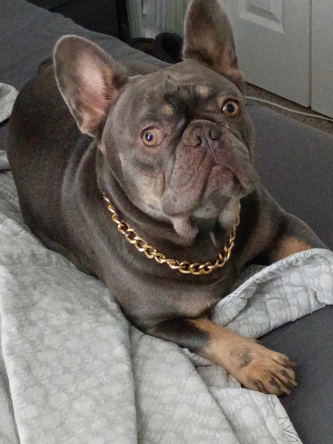 Buddy