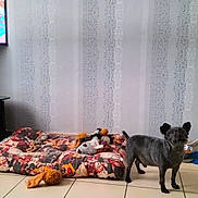 Mickey participe au concours pour gagner de l'argent avec cette photo : dog, pet_bed, toys, plush_toys, black_dog, tiled_floor, indoor, wallpaper, patterned_wall, pet_corner, small_dog, animal, floor_tiles, home_interior, dog_food_bowl, playful, cozy, domestic, companion, alert