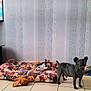 dog, pet_bed, toys, plush_toys, black_dog, tiled_floor, indoor, wallpaper, patterned_wall, pet_corner, small_dog, animal, floor_tiles, home_interior, dog_food_bowl, playful, cozy, domestic, companion, alert