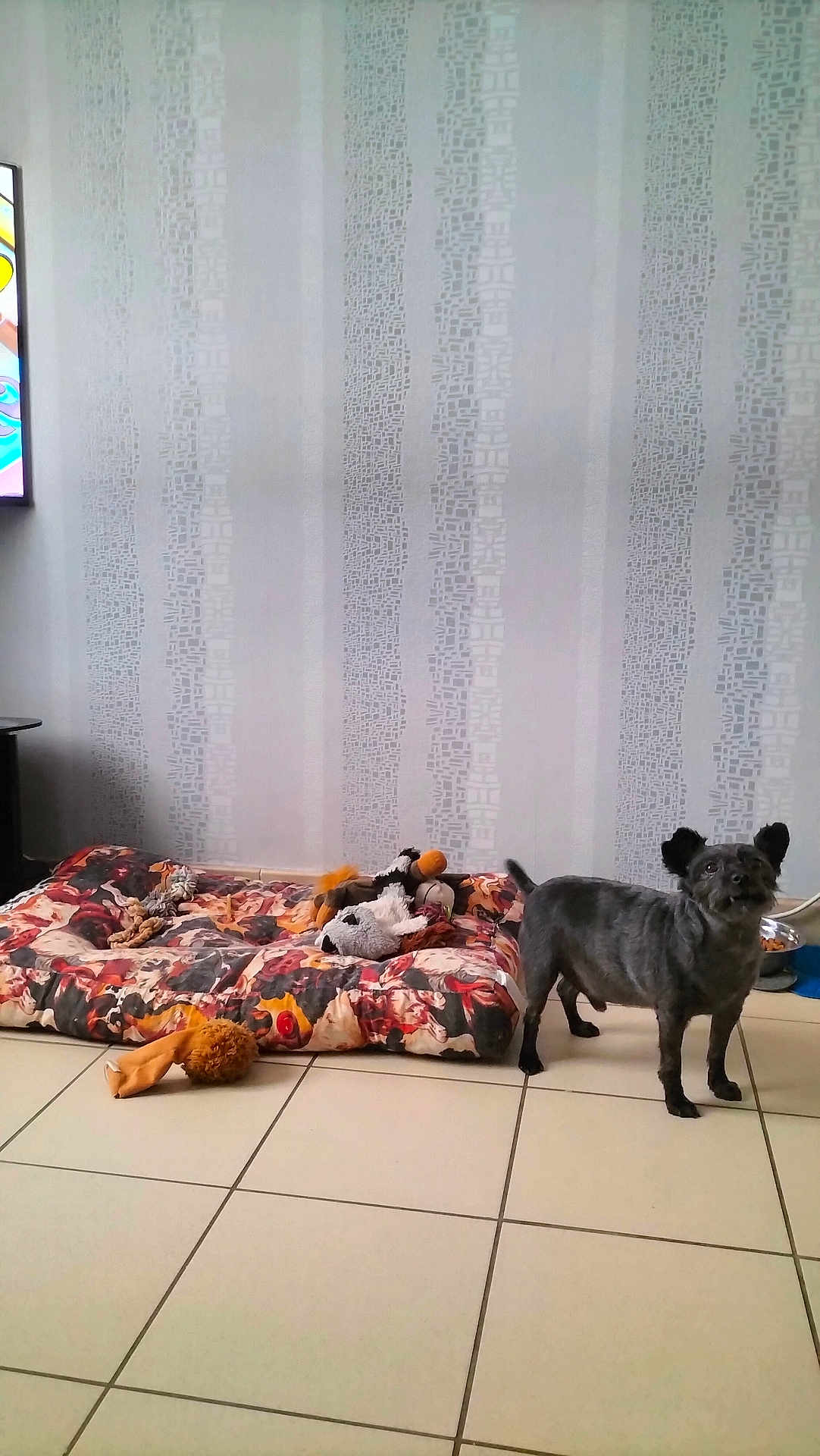 Mickey participe au concours pour gagner de l'argent avec cette photo : dog, pet_bed, toys, plush_toys, black_dog, tiled_floor, indoor, wallpaper, patterned_wall, pet_corner, small_dog, animal, floor_tiles, home_interior, dog_food_bowl, playful, cozy, domestic, companion, alert