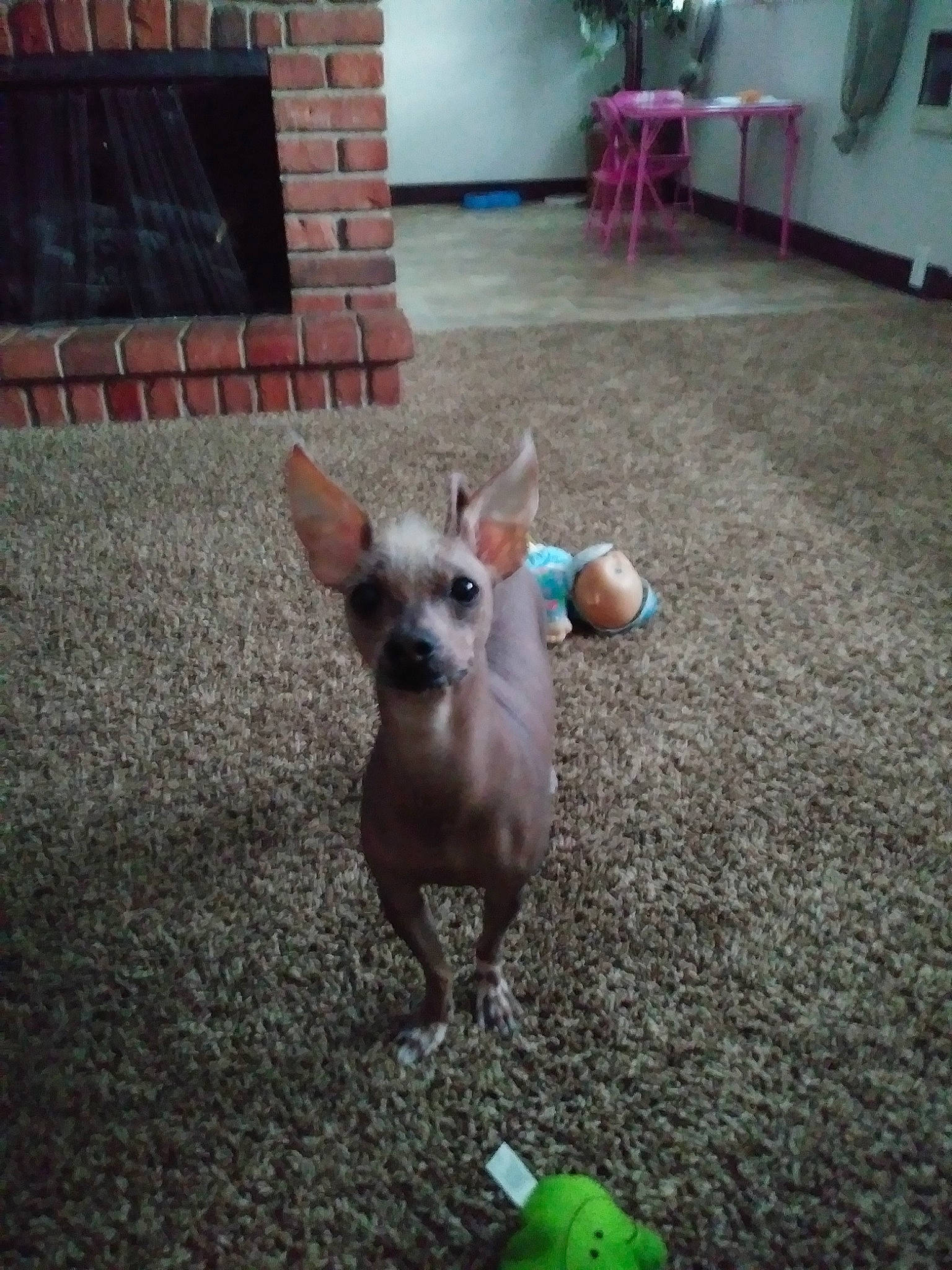 Dobbie is registered to the contest to win money with this photo: canidae, companion_dog, dog, dog_breed, domestic_pig, fawn, flooring, fur, grass, houseplant, livestock, marsupial, road_surface, snout, sporting_group, tail, terrestrial_animal, toy_dog, wood, working_animal