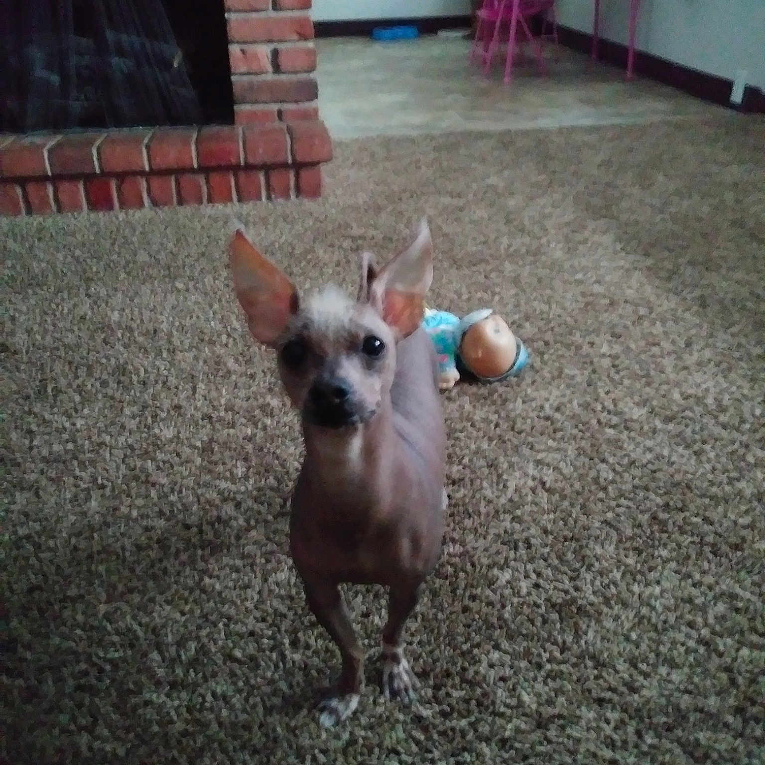 Dobbie