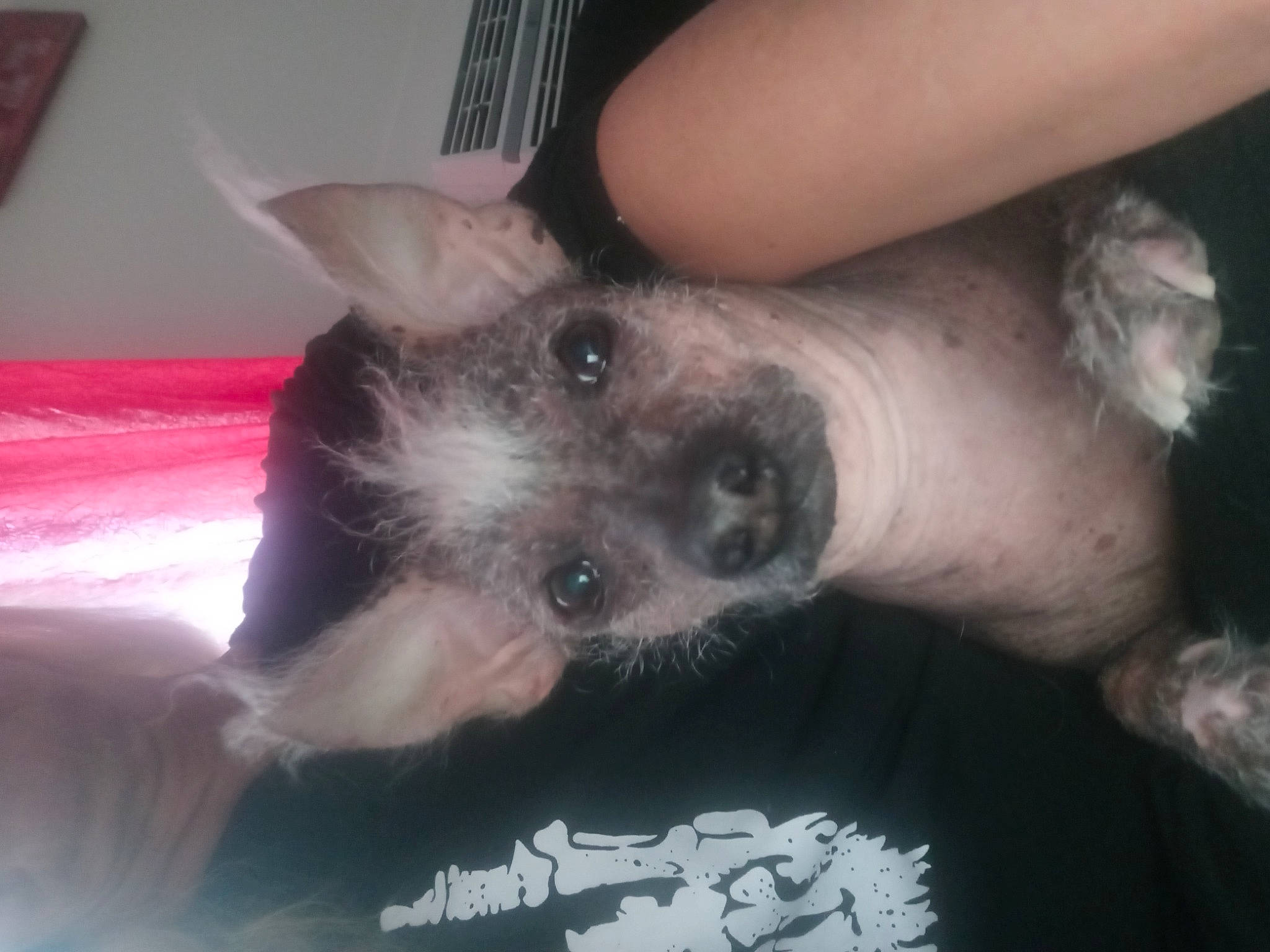 Dobbie is registered to the contest to win money with this photo: canidae, carnivore, companion_dog, dog, dog_breed, fawn, felidae, fur, jaw, non_sporting_group, paw, puppy, siamese, small_to_medium_sized_cats, snout, sporting_group, tail, terrestrial_animal, whiskers, working_animal