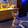 bedspread, bottle, carpet, clutter, curious, dog, dresser, ear, furniture, indoor, mirror, paper, pet, purple_light, purse, reflection, room, small_dog, tabletop, wooden_furniture