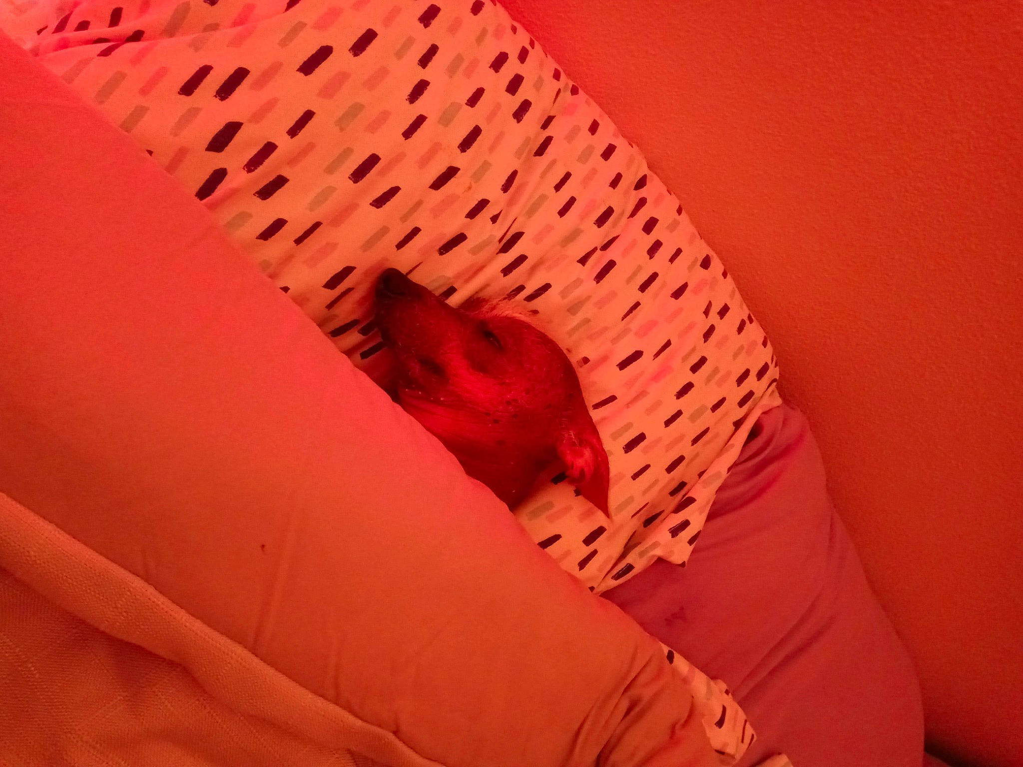 Dobbie joined the competition — help win amazing prizes! brick, carmine, comfort, companion_dog, felidae, flesh, flooring, human_leg, linens, magenta, nail, pattern, peach, room, small_to_medium_sized_cats, tail, textile, tints_and_shades, wood