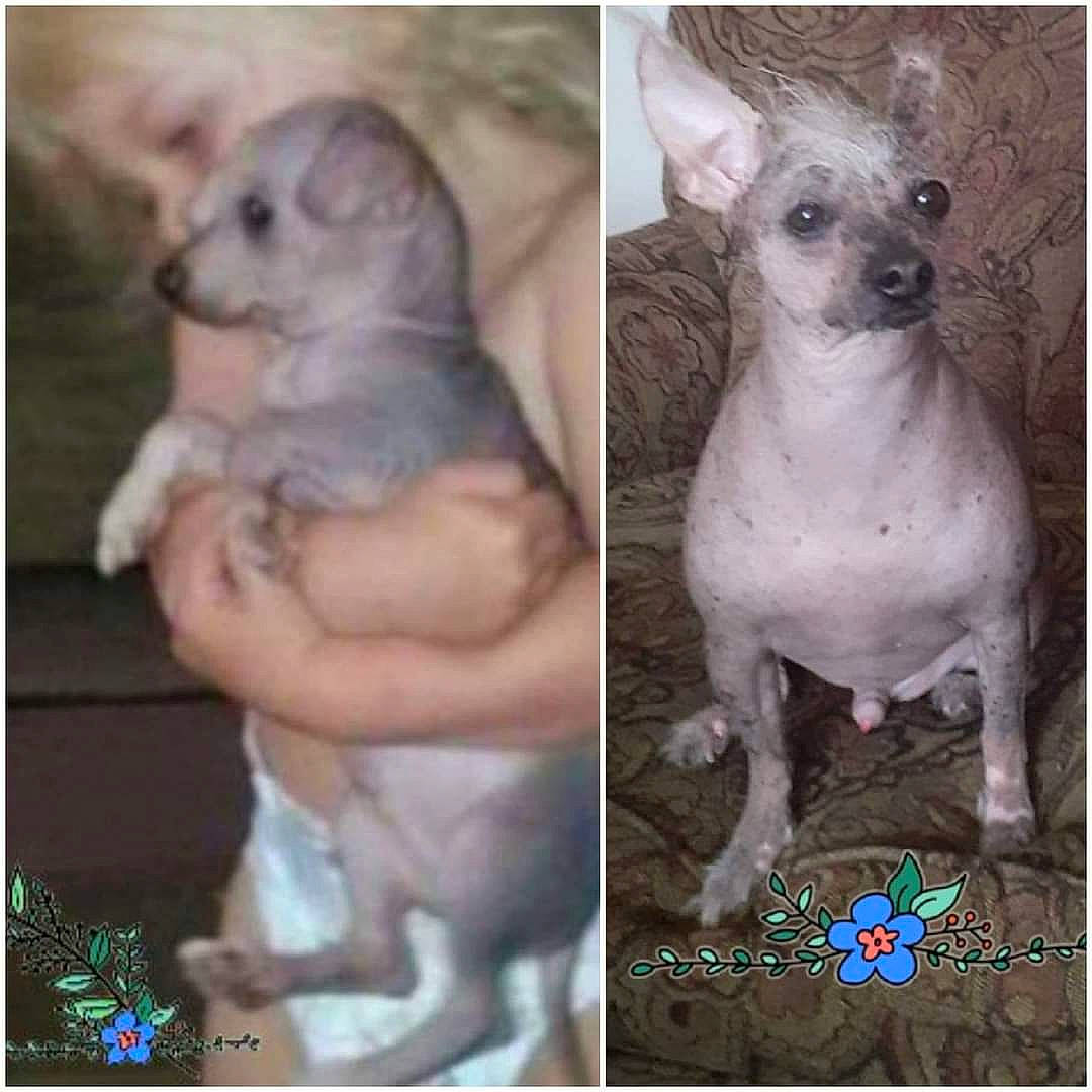 Dobbie joined the competition — help win amazing prizes! art, carnivore, companion_dog, dog, dog_breed, fawn, font, organism, pattern, paw, photo_caption, photograph, photography, toy_dog, working_animal