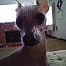 Dobbie joined the competition — help win amazing prizes! animal, canine, carpet, close_up, cozy, curious, cute, dog, domestic_animal, ears, face, fireplace, furniture, hairless, home, indoor, living_room, pet, portrait, window