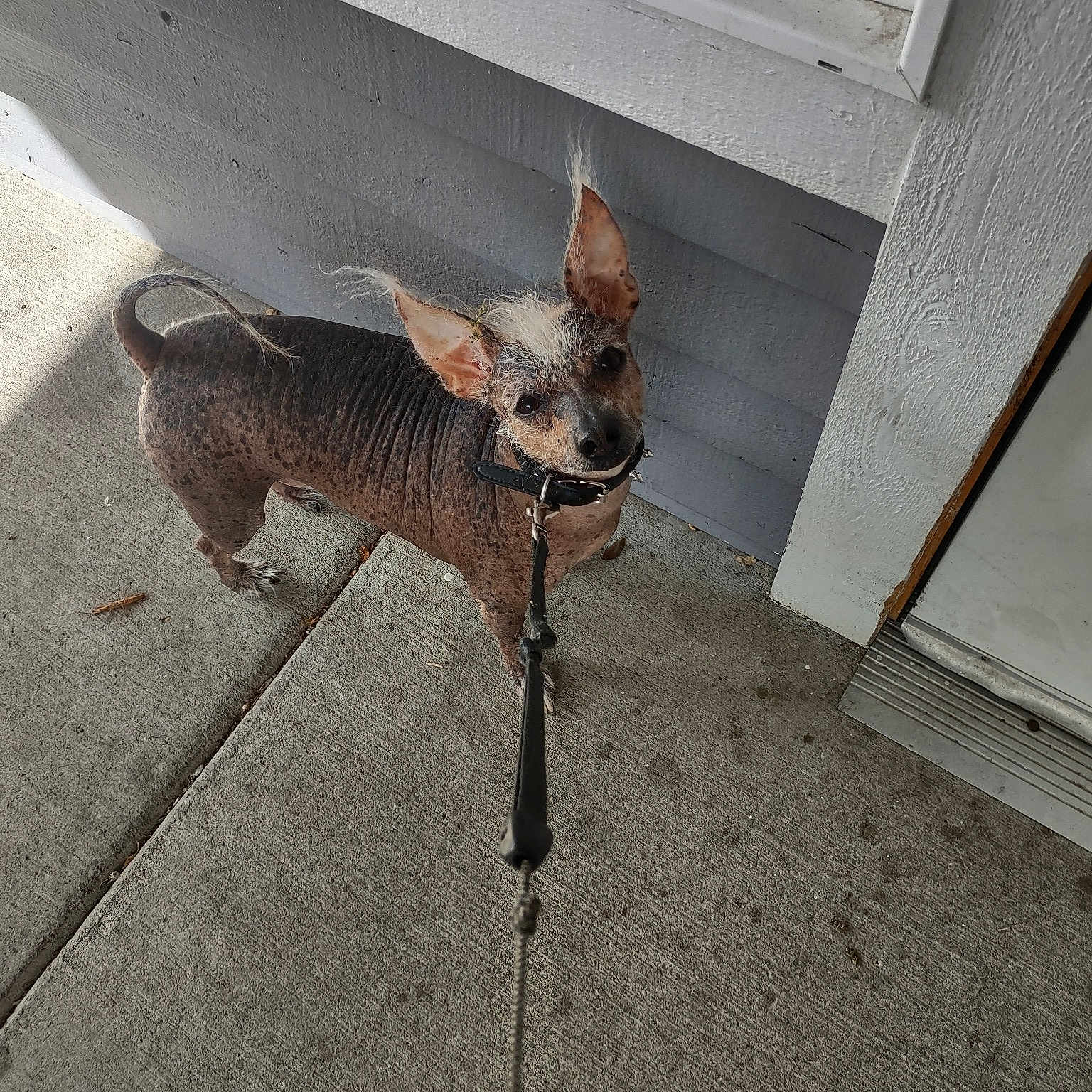 Dobbie