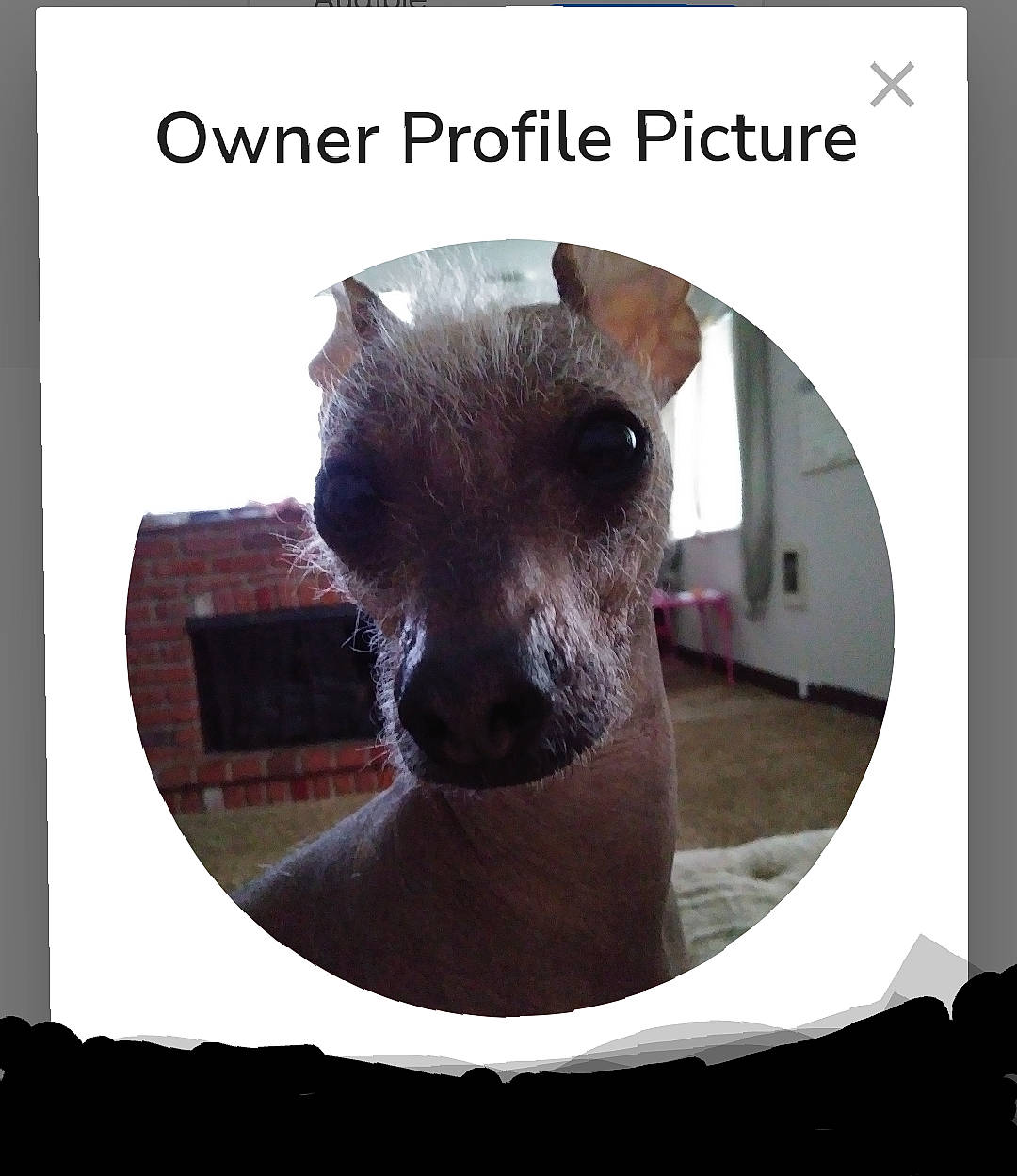 Dobbie is registered to the contest to win money with this photo: carnivore, circle, companion_dog, eyelash, felidae, font, fur, liver, metal, pet_supply, photo_caption, rectangle, snout, square, technology, terrestrial_animal, whiskers, wildlife, working_animal