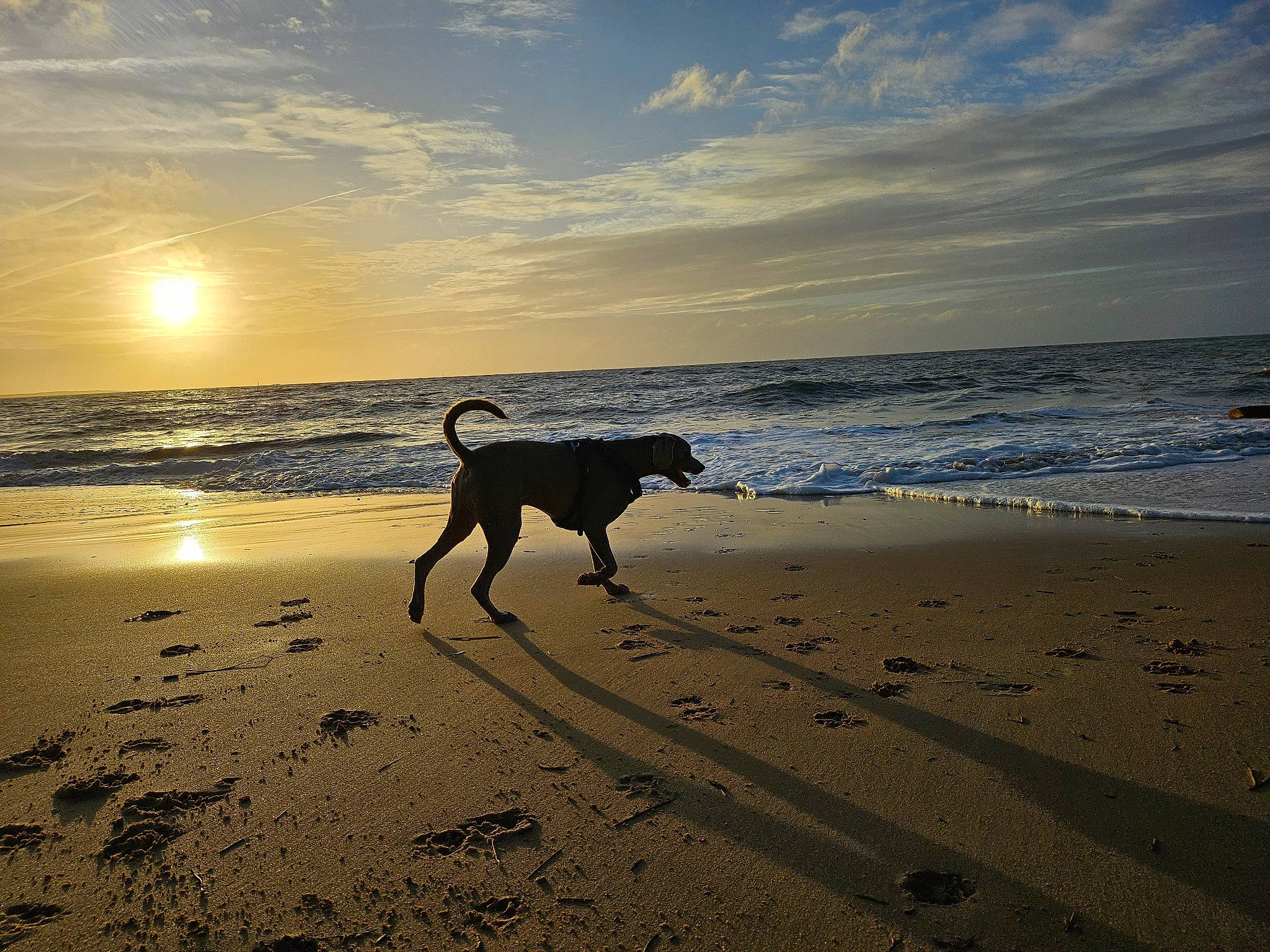 Pogo participe au concours pour gagner de l'argent avec cette photo : azure, beach, body_of_water, calm, carnivore, cloud, dog, dog_breed, fawn, horizon, landscape, light, people_on_beach, sand, shore, sky, sunlight, water, wind_wave, wood