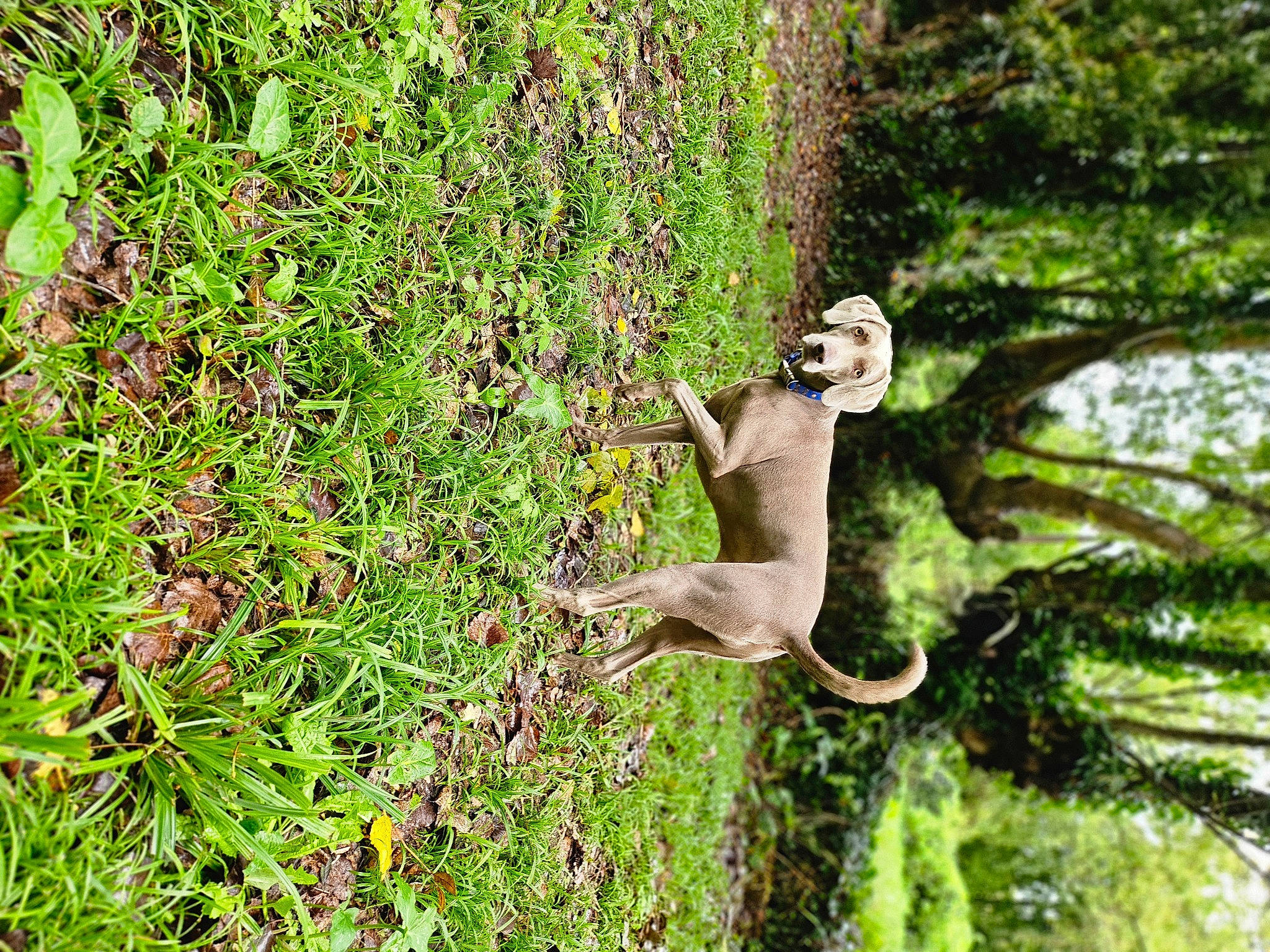 Pogo a rejoint le concours — aidez-le/la à gagner de superbes lots ! art, botany, fawn, forest, grass, groundcover, jungle, people_in_nature, plant, sculpture, shrub, tail, terrestrial_animal, terrestrial_plant, tree, trunk, twig, vegetation, wildlife, wood