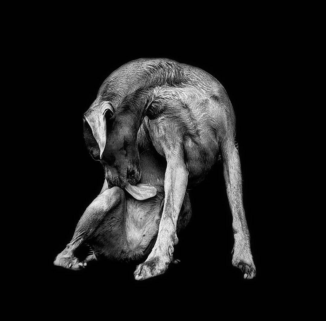 Pogo participe au concours pour gagner de l'argent avec cette photo : art, claw, darkness, flash_photography, macro_photography, monochrome, monochrome_photography, paw, sitting, snout, still_life_photography, tail, terrestrial_animal, wildlife, working_animal, wrinkle
