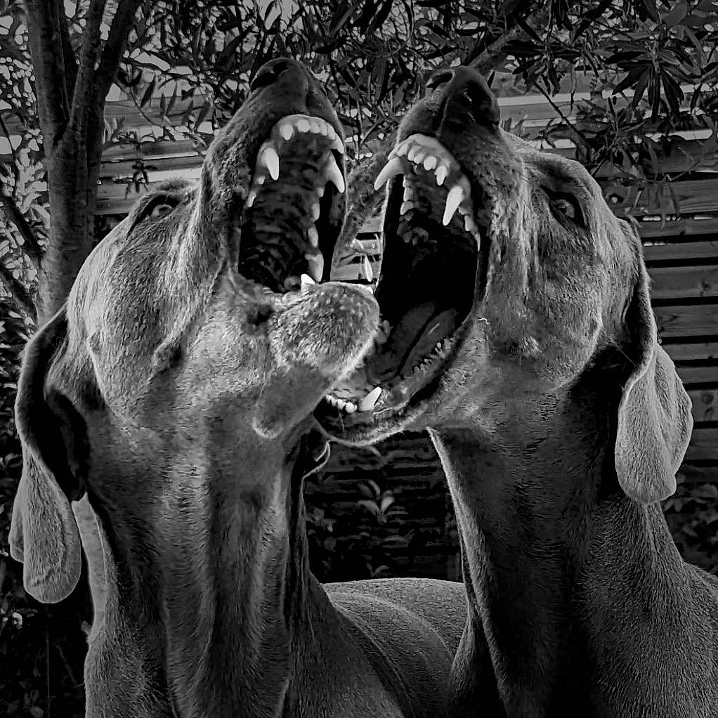 Pogo a rejoint le concours — aidez-le/la à gagner de superbes lots ! adaptation, art, big_cats, black_and_white, elephants_and_mammoths, gesture, grass, grey, jaw, monochrome, monochrome_photography, organism, snout, style, terrestrial_animal, tree, trunk, wildlife, working_animal, wrinkle