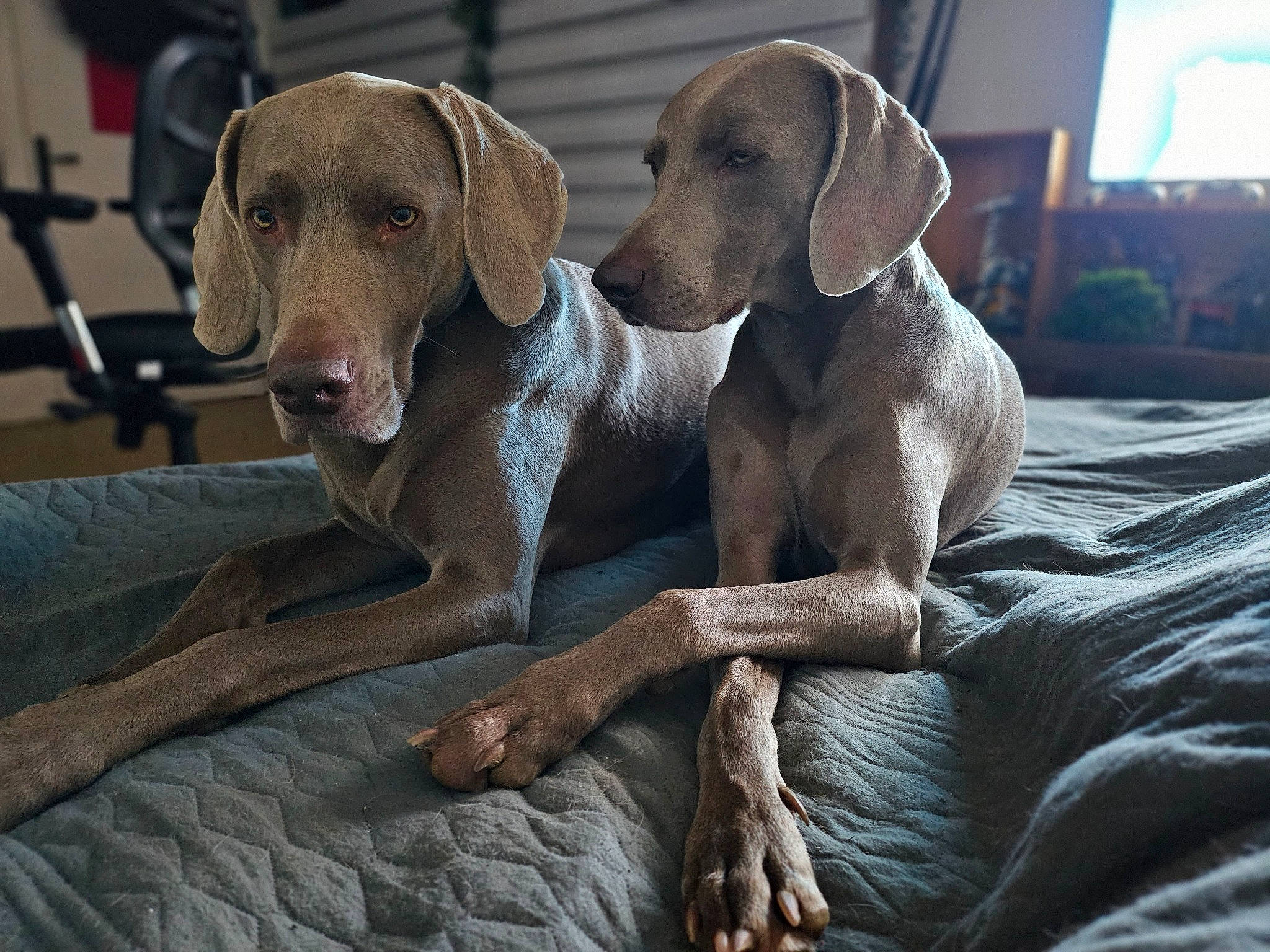 Pogo a rejoint le concours — aidez-le/la à gagner de superbes lots ! canidae, carnivore, comfort, companion_dog, dog, dog_breed, dog_collar, fawn, gun_dog, hunting_dog, liver, pet_supply, snout, sporting_group, terrestrial_animal, whiskers, window, wood, working_animal