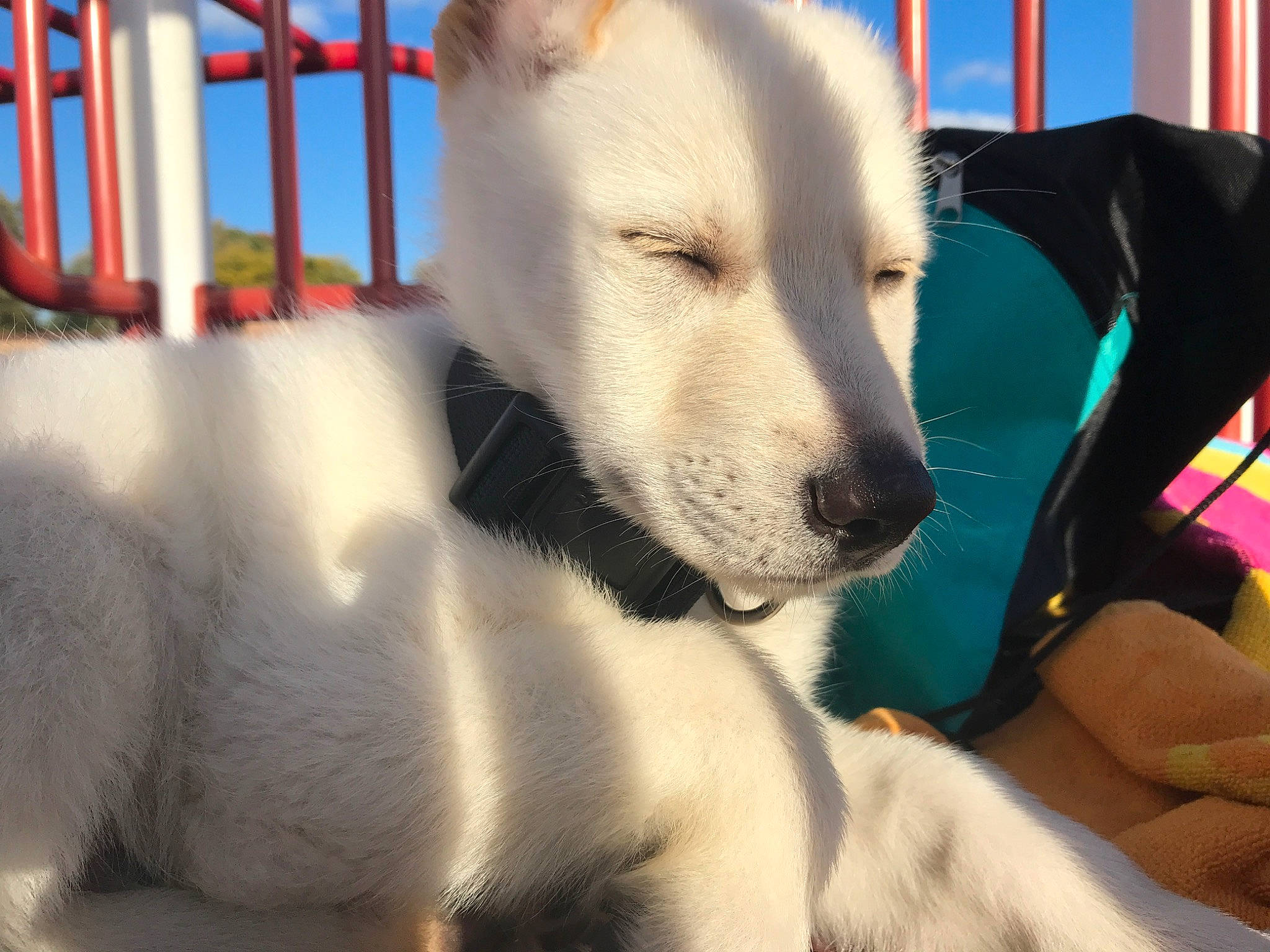 Charlie joined the competition — help win amazing prizes! ancient_dog_breeds, canidae, carnivore, companion_dog, dog, dog_breed, kishu, mammal, non_sporting_group, rare_breed_dog, snout, tail, vertebrate