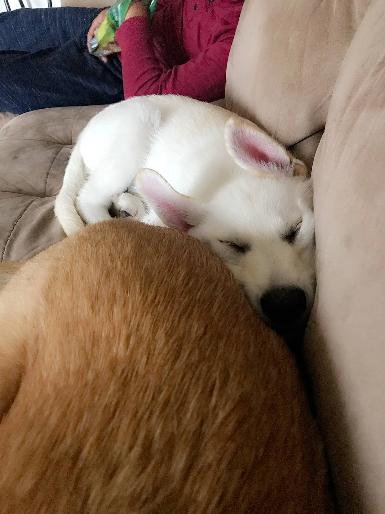 Charlie is registered to the contest to win money with this photo: berger_blanc_suisse, canidae, carnivore, companion_dog, dog, dog_breed, kishu, mammal, nap, non_sporting_group, puppy, puppy_love, snout, sporting_group, vertebrate