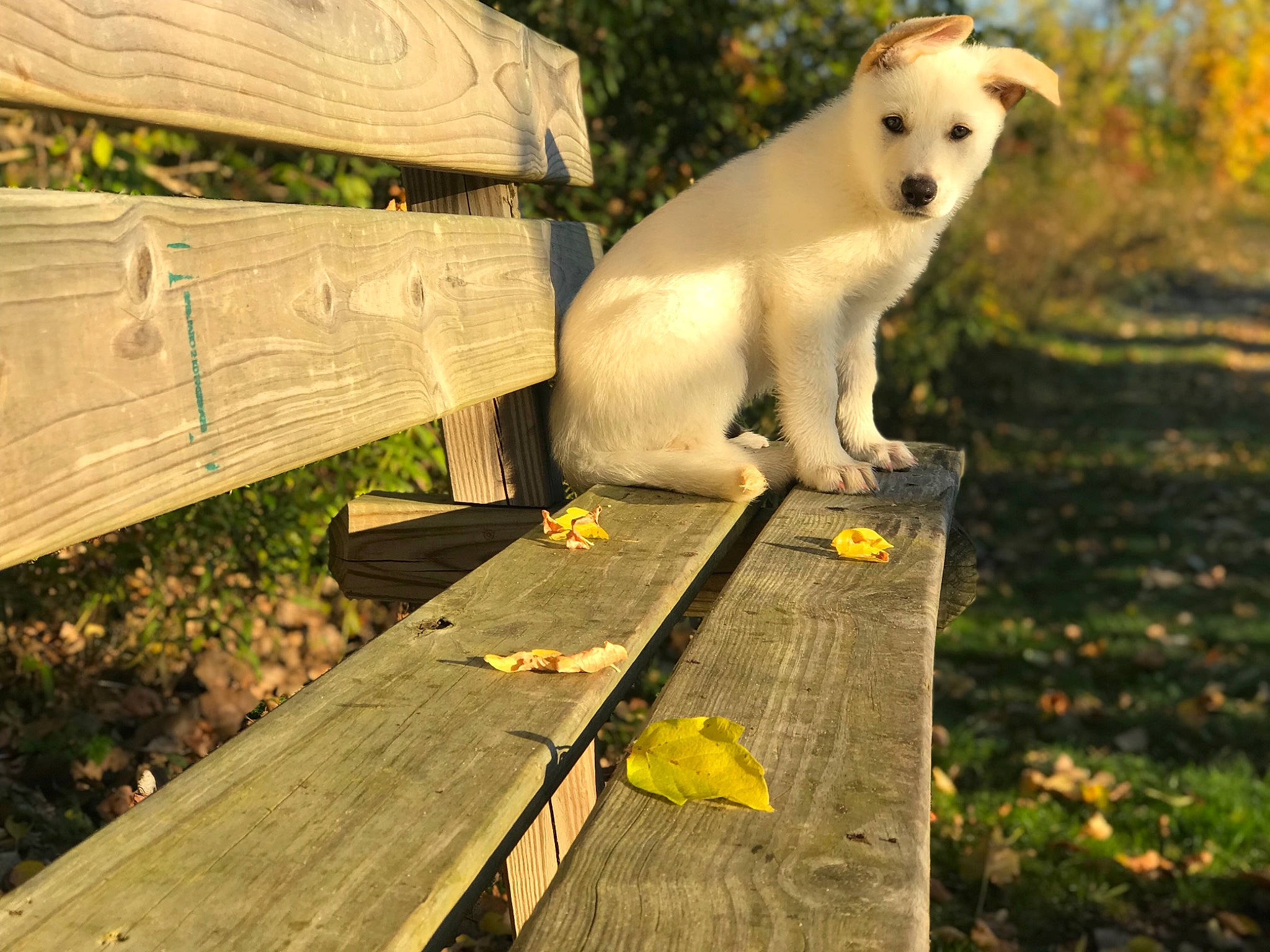 Charlie joined the competition — help win amazing prizes! canidae, carnivore, companion_dog, dog, dog_breed, fawn, labrador_retriever, puppy, retriever, sporting_group, tail, wood