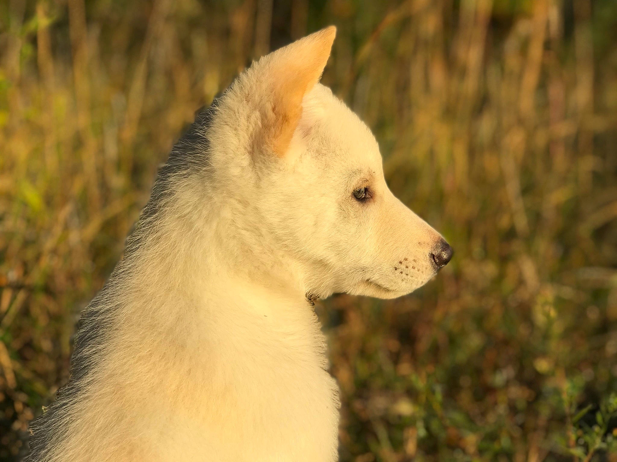 Charlie joined the competition — help win amazing prizes! ancient_dog_breeds, berger_blanc_suisse, canaan_dog, canadian_eskimo_dog, canidae, canis_lupus_tundrarum, carnivore, dog, dog_breed, east_siberian_laika, greenland_dog, kintamani, kishu, korean_jindo_dog, mammal, norwegian_buhund, pungsan_dog, snout, vertebrate, white_shepherd