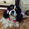 bow_tie, cabinet, cavalier_spaniel, cute, dog, doily, fan, furniture, indoor, long_ears, paws, pet_accessory, pink_ribbon, portrait, ribbons, sequin_bow, side_table, sitting, tiled_floor, tricolor